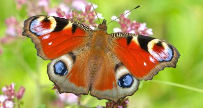 Britain's favourite butterfly revealed